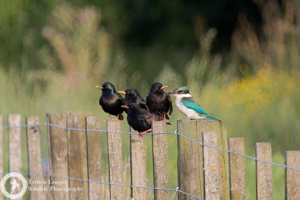 Todiramphus sanctus / Sacred Kingfisher / Götzenliest & Sturnus vulgaris / Common Starling / Star