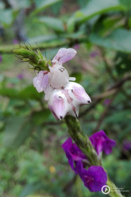 Thomisidae / Crab Spider / Krabbenspinne