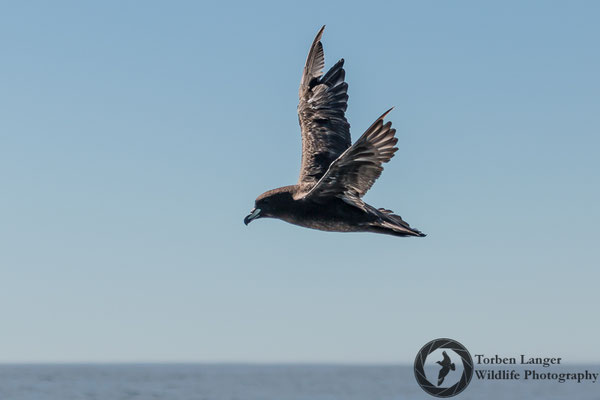 Procellaria westlandica / Westland Petrel / Westland-Sturmvogel