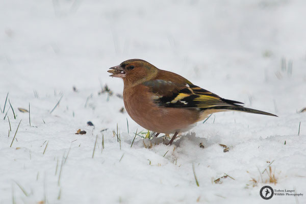 Fringilla coelebs / Common Chaffinch / Buchfink ♂
