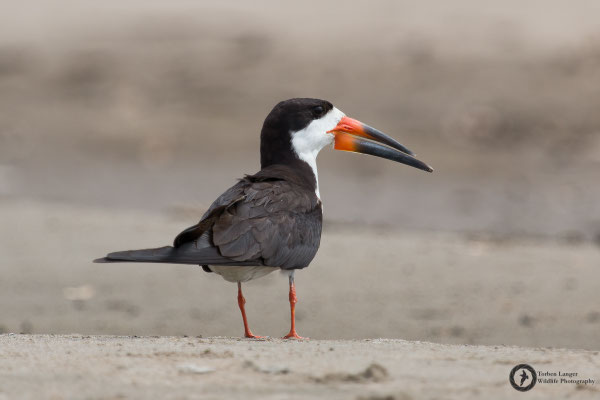 Rynchops niger / Black Skimmer / Amerikanischer Scherenschnabel