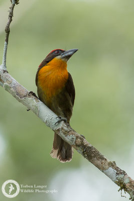 Capito aurovirens / Scarlet-crowned Barbet / Olivrücken-Bartvogel ♂
