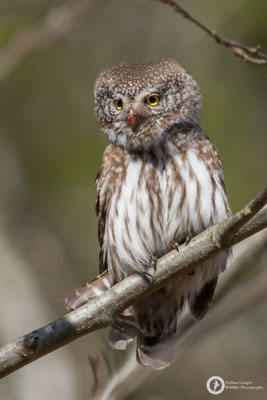 Glaucidium passerinum / Eurasian Pygmy-Owl / Sperlingskauz
