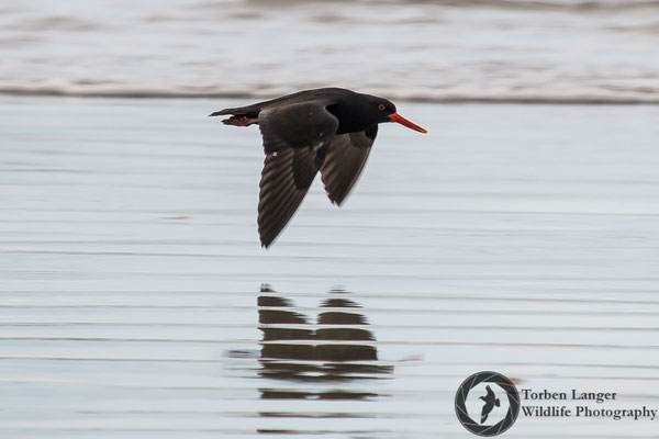 Haematopus unicolor / Variable Oystercatcher / Neuseeländischer Austernfischer