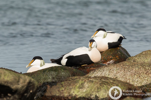 Somateria mollissima / Common Eider / Eiderente ♂