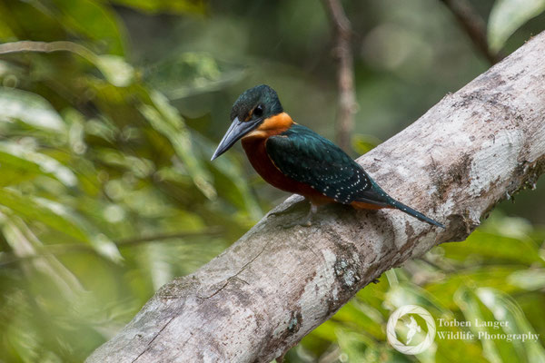 Chloroceryle inda / Green-and-rufous Kingfischer / Zweifarbenfisher ♂
