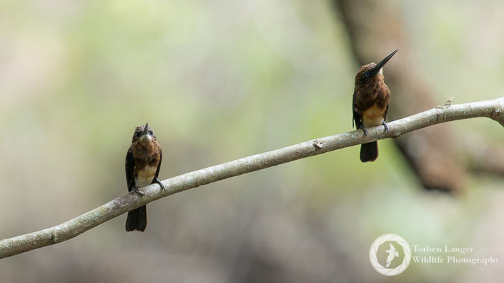 Brachygalba lugubris / Brown Jacamar / Braunbrust-Glanzvogel