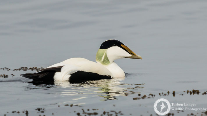 Somateria mollissima / Common Eider / Eiderente ♂
