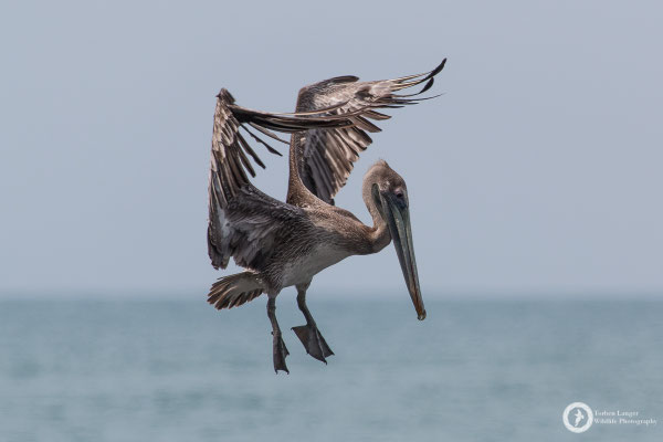Pelecanus occidentalis / Brown Pelican / Braunpelikan