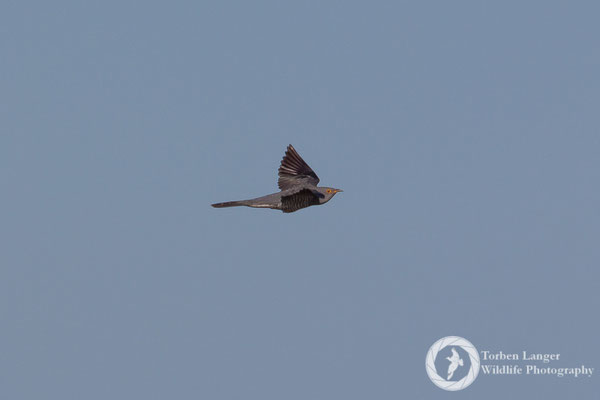 Cuculus canorus / Common Cuckoo / Kuckuck