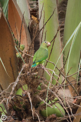 Brotogeris cyanoptera / Cobalt-winged Parakeet / Kobaltflügelsittich
