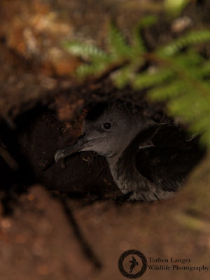 Ardenna grisea/ Sooty Shearwater / Dunkler Sturmtaucher