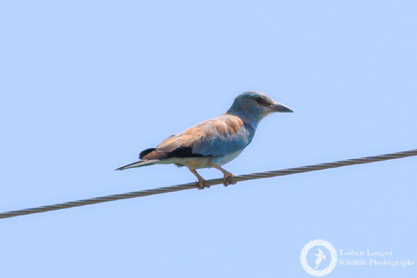 European Roller