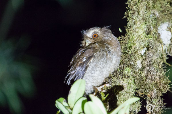 Xenoglaux loweryi / Long-whiskered Owlet / Peruanerkauz
