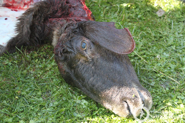 Sheep for dinner