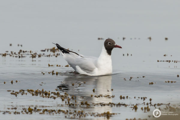 Larus ridibundus / Black-headed Gull / Lachmöwe