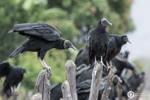Coragyps atratus / American Black Vulture / Rabengeier