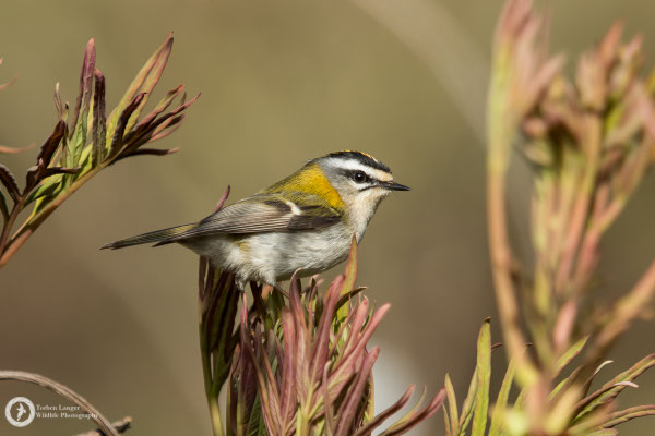 Regulus ignicapilla / Common Firecrest / Sommergoldhähnchen