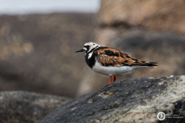 Arenaria interpres / Ruddy Turnstone / Steinwälzer