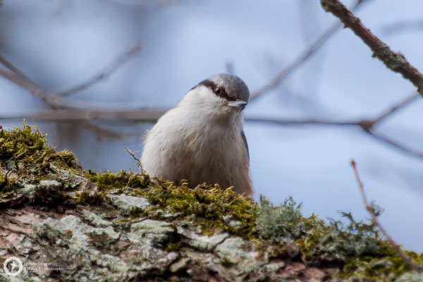 Sitta europaea / Eurasian Nuthatch / Kleiber