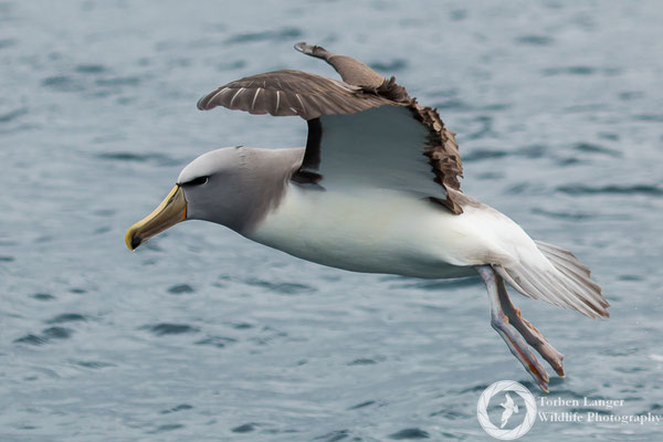 Thalassarche salvini / Salvin's Albatross / Salvinalbatros