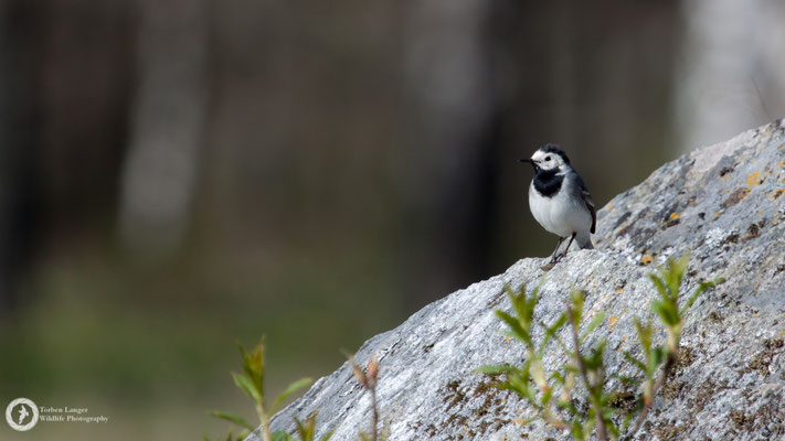 Motacilla alba / White Wagtail / Bachstelze