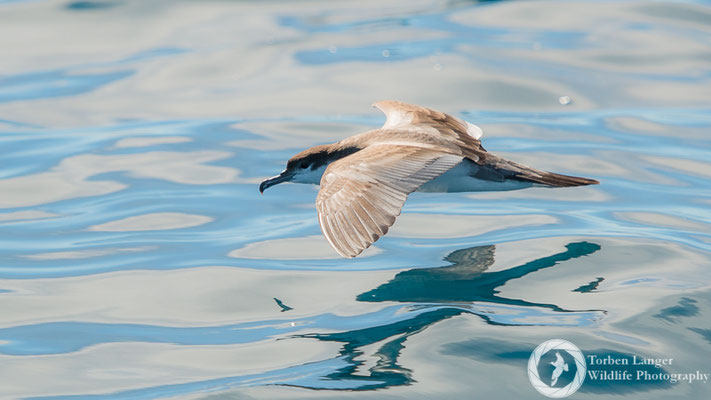 Ardenna bulleri / Buller's Shearwater / Graumantel-Sturmtaucher