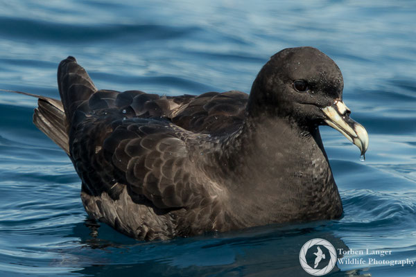 Procellaria aequinoctialis / White-chinned Petrel / Weißkinn-Sturmvogel