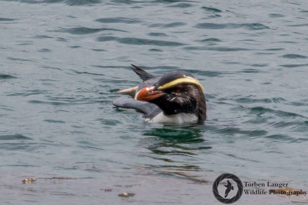 Eudyptes pachyrhynchus / Fiordland Penguin / Dickschnabelpinguin