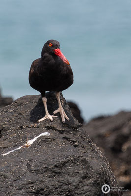Haematopus ater / Blackish Oystercatcher / Klippenausternfischer