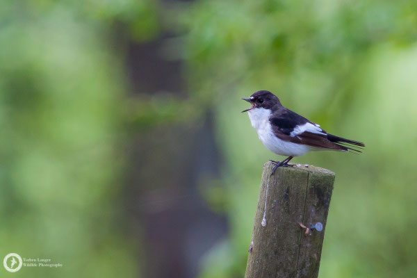 Ficedula hypoleuca / European Pied Flycatcher / Trauerschnäpper ♂