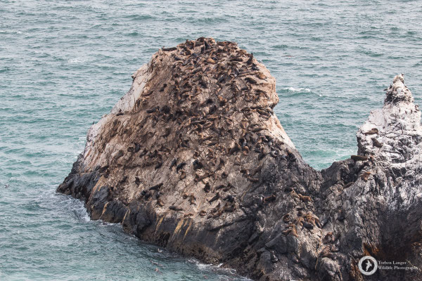 South American Sea Lions