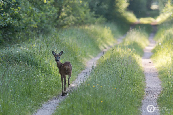 Capreolus capreolus / Roe Deer / Reh