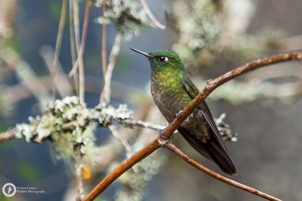 Metallura tyrianthina - Tyrian Metaltail - Smaragdkehl-Glanzschwänzchen ♂