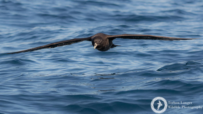 Procellaria aequinoctialis / White-chinned Petrel / Weißkinn-Sturmvogel
