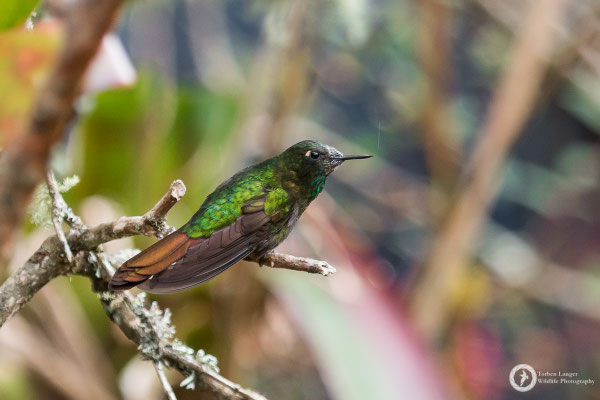 Metallura tyrianthina - Tyrian Metaltail - Smaragdkehl-Glanzschwänzchen ♂
