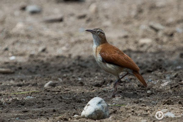 Pacific Hornero