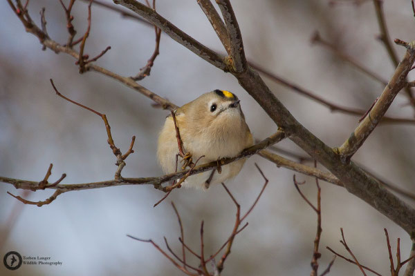 Regulus regulus / Goldcrest / Wintergoldhähnchen