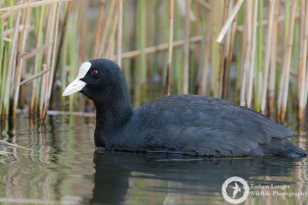 Fulica atra / Common Coot / Blässhuhn