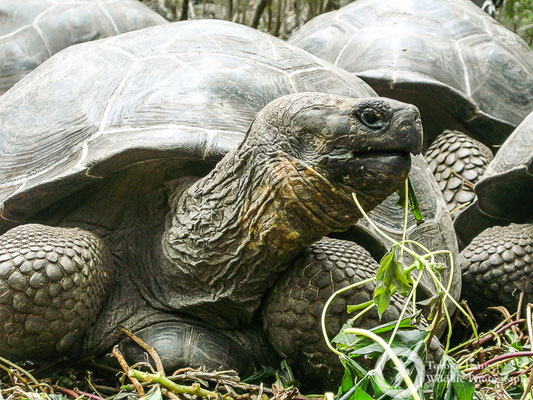 Chelonoidis nigra / Galápagos Tortoise / Galápagos-Riesenschildkröte