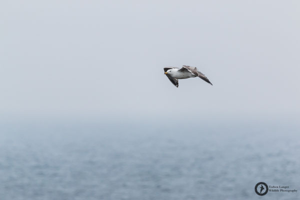 Larus argentatus / European Herring Gull / Silbermöwe