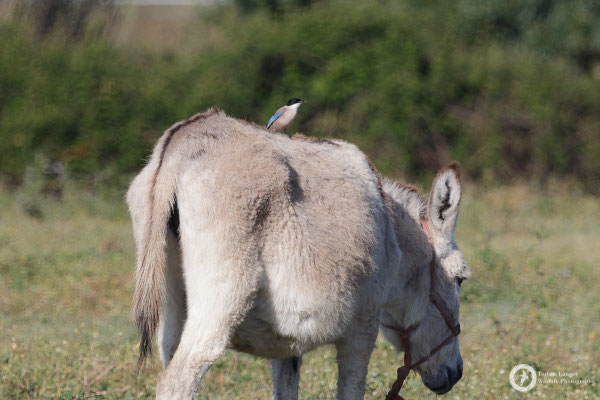 An Iberian Azure-winged Magpie taking a ride on a donkey