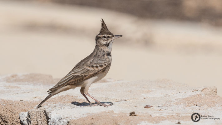 Galerida cristata / Crested Lark / Haubenlerche