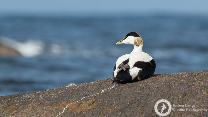 Somateria mollissima / Common Eider / Eiderente ♂