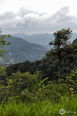 Area de Conservacion Regional Cordillera Escalera