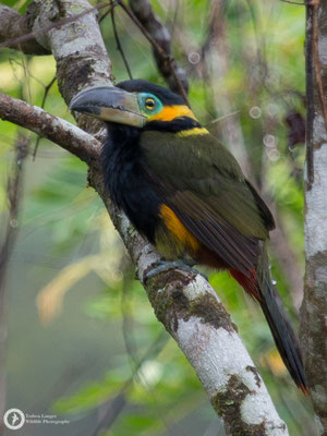 Selenidera langsdorffii / Green-billed Toucanet / Langsdorffarassari