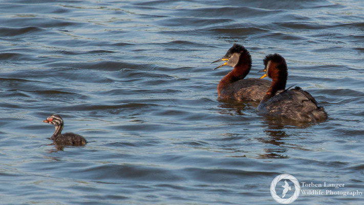 Podiceps grisegena / Red-necked Grebe / Rothalstaucher