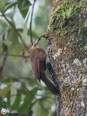 Xiphocolaptes promeropirhynchus / Strong-billed Woodcreeper / Starkschnabel-Baumsteiger