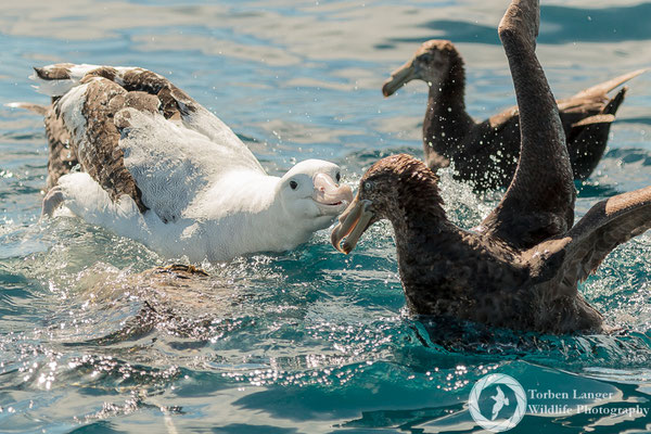 Diomedea exulans / Wandering Albatross / Wanderalbatros & Macronectes halli / Northern Giant Petrel / Hallsturmvogel