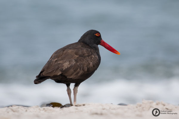 Haematopus ater / Blackish Oystercatcher / Klippenausternfischer